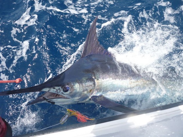 13/07 Blue Marlin Cavalier & Blue Marlin Sport Fishing Gran Canaria