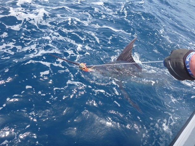 Blue Marlin Cavalier & Blue Marlin Sport Fishing Gran Canaria