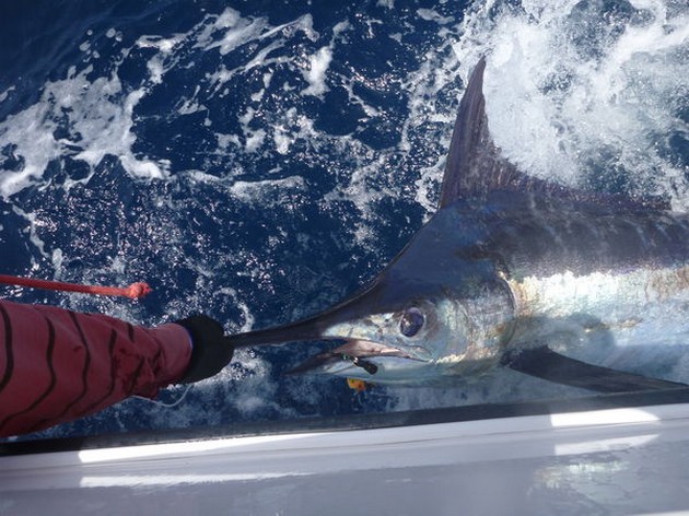 Blue Marlin Cavalier & Blue Marlin Sport Fishing Gran Canaria