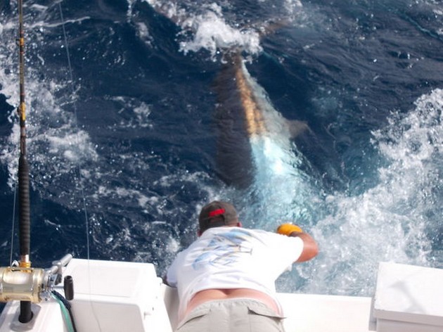 Blue Marlin Cavalier & Blue Marlin Sport Fishing Gran Canaria