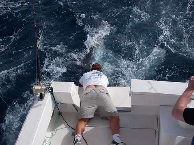 Blue Marlin Cavalier & Blue Marlin Sport Fishing Gran Canaria