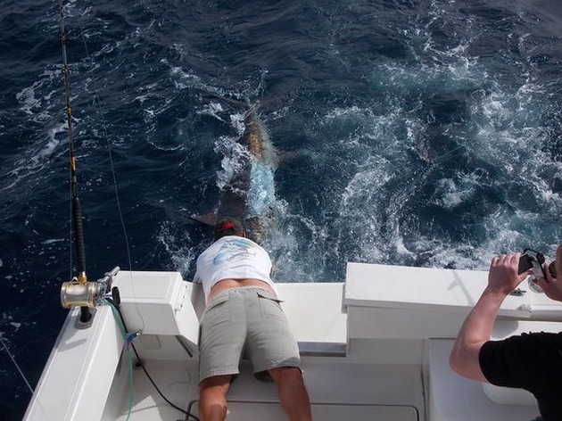 Blue Marlin Cavalier & Blue Marlin Sport Fishing Gran Canaria