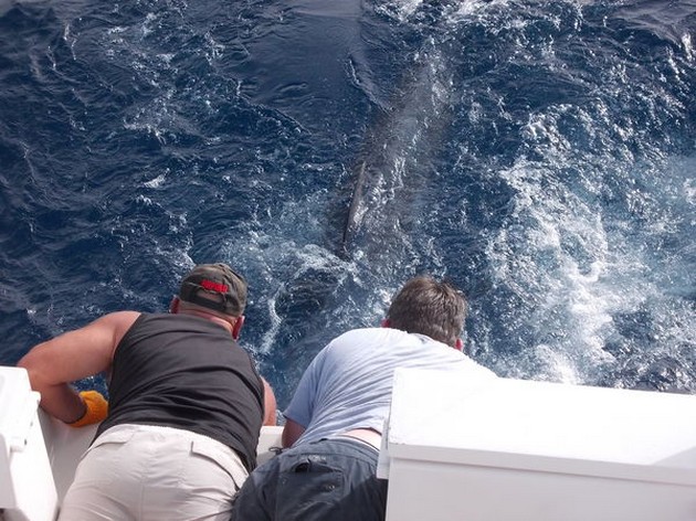 release me Cavalier & Blue Marlin Sport Fishing Gran Canaria