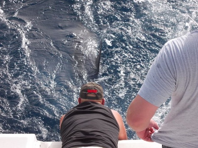 release me Cavalier & Blue Marlin Sport Fishing Gran Canaria