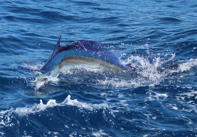 25/07 White Marlin Cavalier & Blue Marlin Sport Fishing Gran Canaria