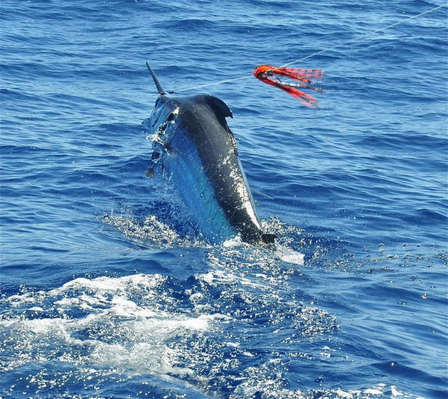 27/07 Jumping Blue Cavalier & Blue Marlin Sport Fishing Gran Canaria