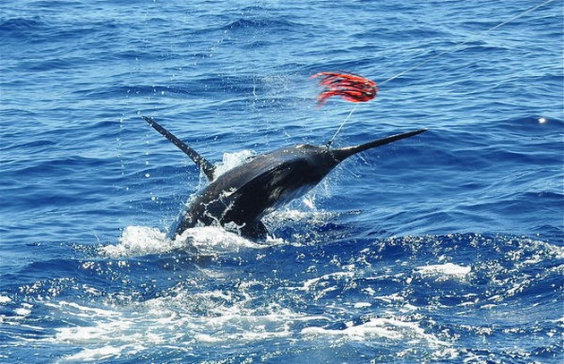 Happy End Cavalier & Blue Marlin Sport Fishing Gran Canaria