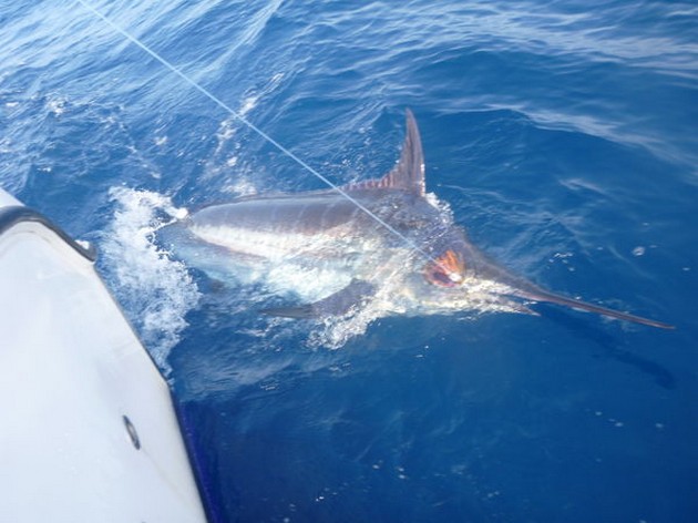 1 Blue and 4 White Cavalier & Blue Marlin Sport Fishing Gran Canaria