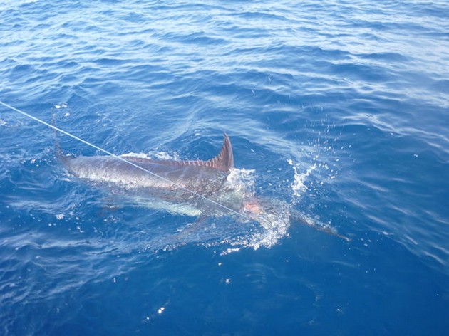 Blue Marlin Cavalier & Blue Marlin Sport Fishing Gran Canaria
