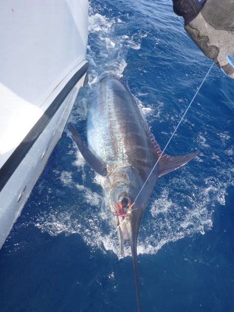 Blue Marlin 150 kg Cavalier & Blue Marlin Sport Fishing Gran Canaria