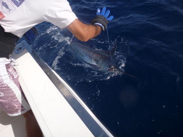 Release Me Cavalier & Blue Marlin Sport Fishing Gran Canaria