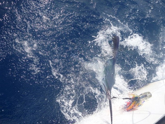 release me Cavalier & Blue Marlin Sport Fishing Gran Canaria
