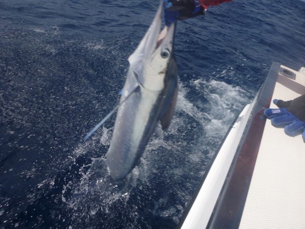 Release Me Cavalier & Blue Marlin Sport Fishing Gran Canaria