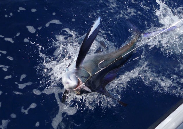Release Me Cavalier & Blue Marlin Sport Fishing Gran Canaria