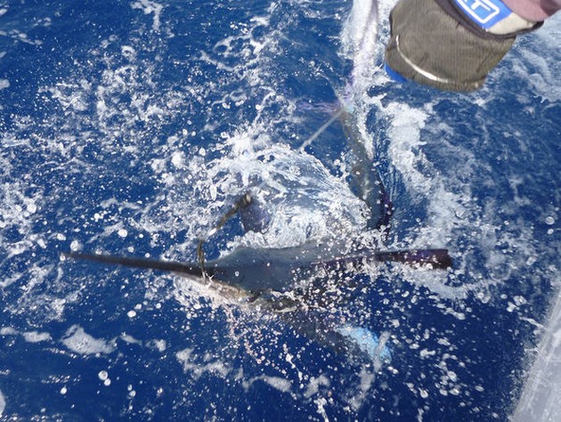 Release Me Cavalier & Blue Marlin Sport Fishing Gran Canaria
