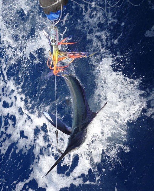 Release Me Cavalier & Blue Marlin Sport Fishing Gran Canaria
