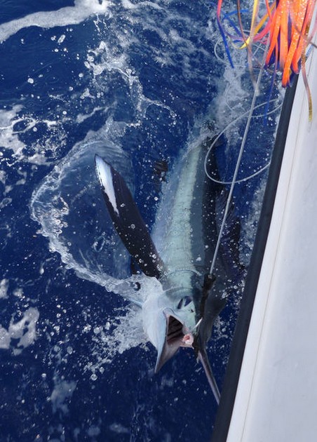 Release Me Cavalier & Blue Marlin Sport Fishing Gran Canaria