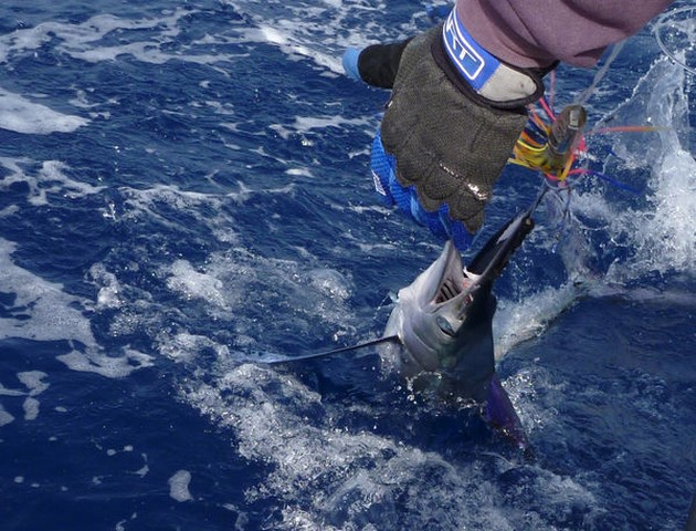 Release Me Cavalier & Blue Marlin Sport Fishing Gran Canaria