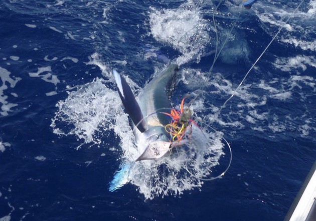 Release Me Cavalier & Blue Marlin Sport Fishing Gran Canaria