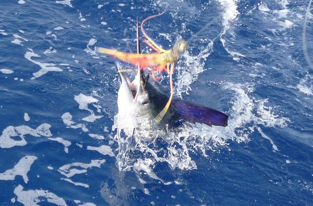 Release Me Cavalier & Blue Marlin Sport Fishing Gran Canaria