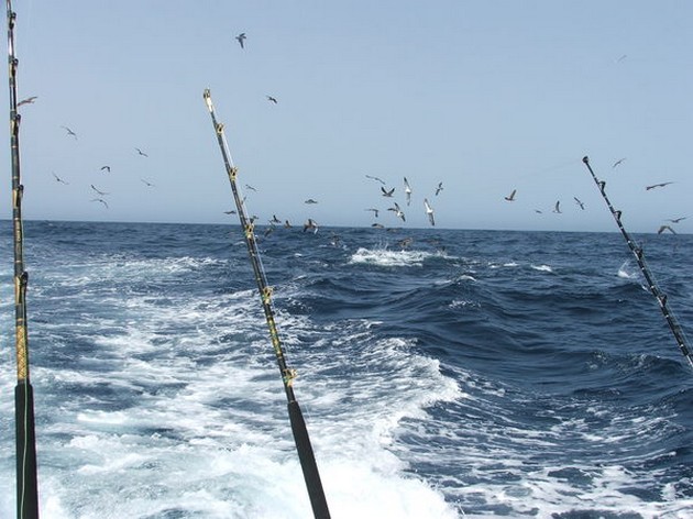 Big Eye Explosion Cavalier & Blue Marlin Sport Fishing Gran Canaria