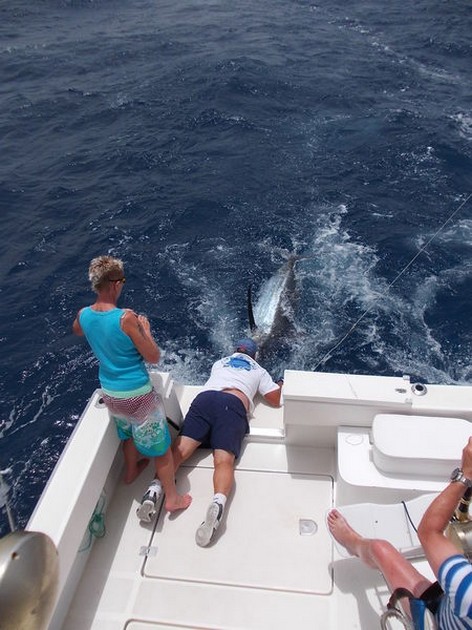 release me Cavalier & Blue Marlin Sport Fishing Gran Canaria