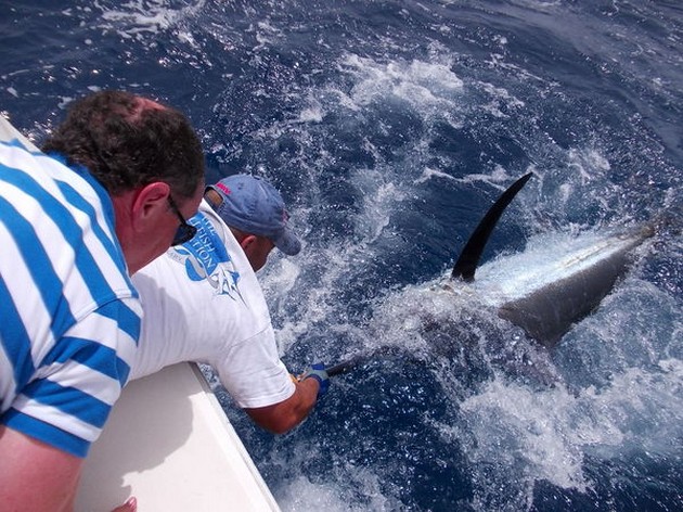 tag & release Cavalier & Blue Marlin Sport Fishing Gran Canaria