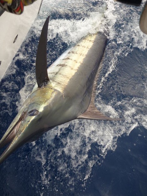 Blue Marlin Cavalier & Blue Marlin Sport Fishing Gran Canaria