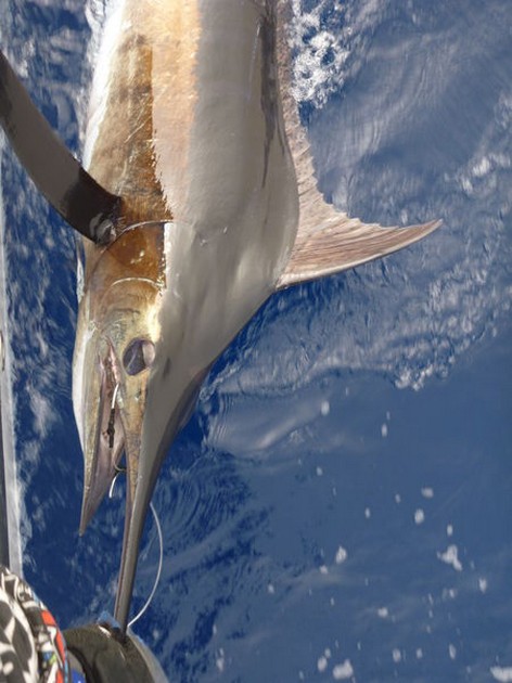 Blue Marlin Cavalier & Blue Marlin Sport Fishing Gran Canaria