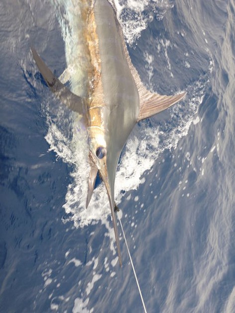 Blue Marlin Cavalier & Blue Marlin Sport Fishing Gran Canaria