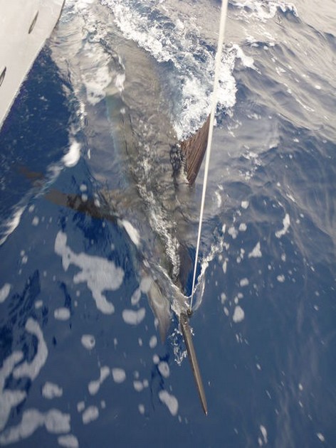 Blue Marlin Cavalier & Blue Marlin Sport Fishing Gran Canaria