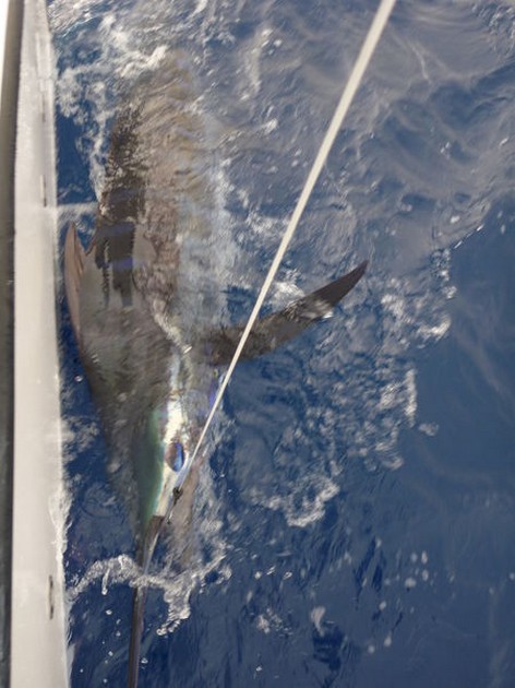 Blue Marlin Cavalier & Blue Marlin Sport Fishing Gran Canaria