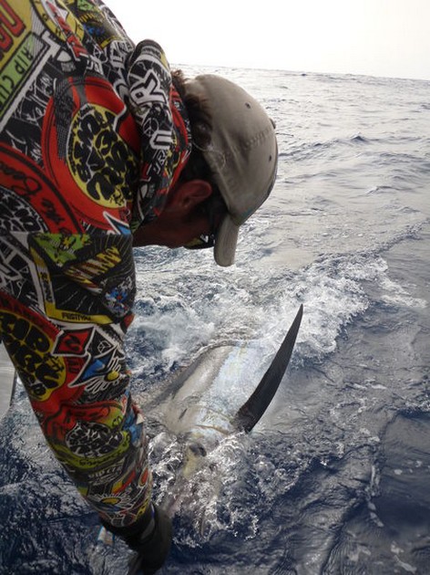 Blue Marlin Cavalier & Blue Marlin Sport Fishing Gran Canaria