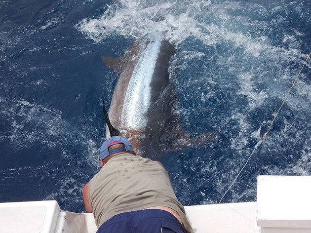 Release Me Cavalier & Blue Marlin Sport Fishing Gran Canaria