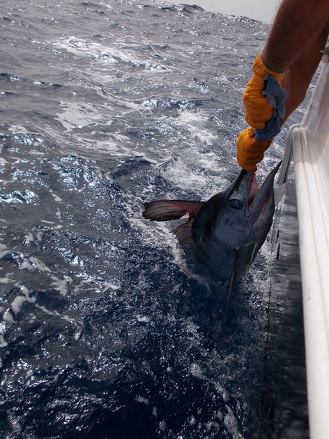 White Marlins Cavalier & Blue Marlin Sport Fishing Gran Canaria