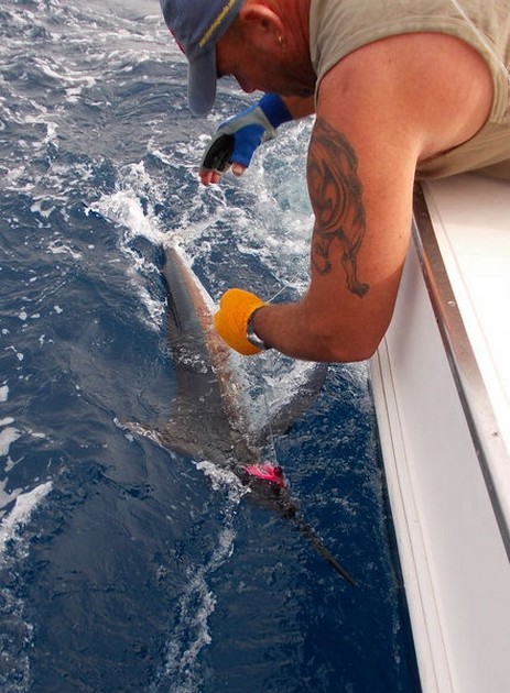 06/08 Spearfish Cavalier & Blue Marlin Sport Fishing Gran Canaria