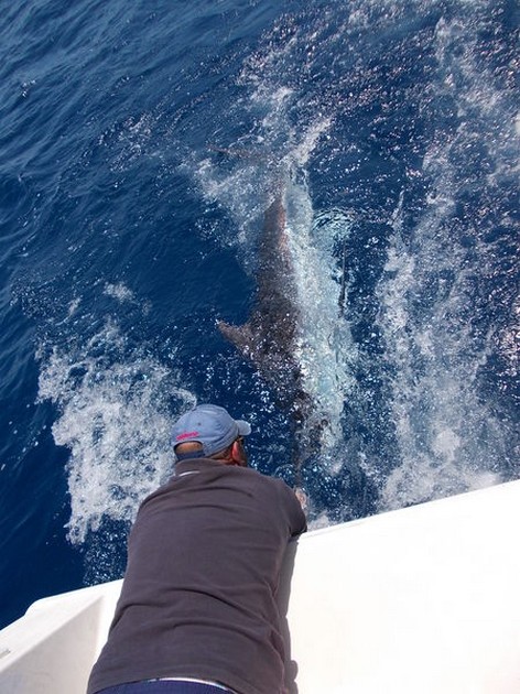 Blue Marlin Cavalier & Blue Marlin Sport Fishing Gran Canaria