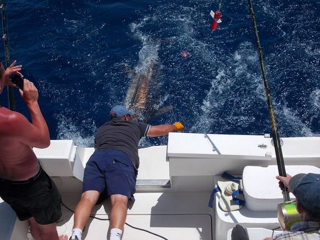 Release Me ! Cavalier & Blue Marlin Sport Fishing Gran Canaria