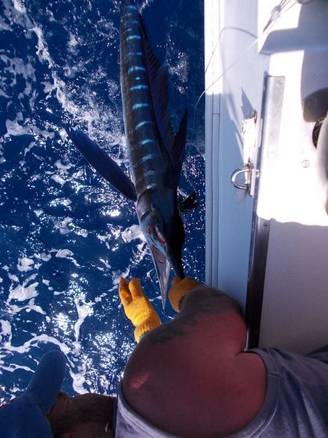 Spearfish Cavalier & Blue Marlin Sport Fishing Gran Canaria