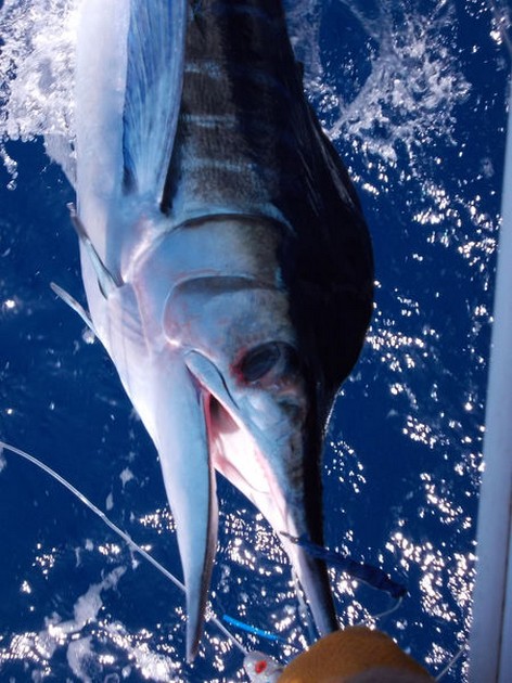 Spearfish Cavalier & Blue Marlin Sport Fishing Gran Canaria