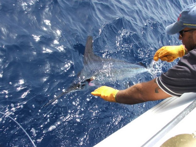 Blue Marlin Cavalier & Blue Marlin Sport Fishing Gran Canaria