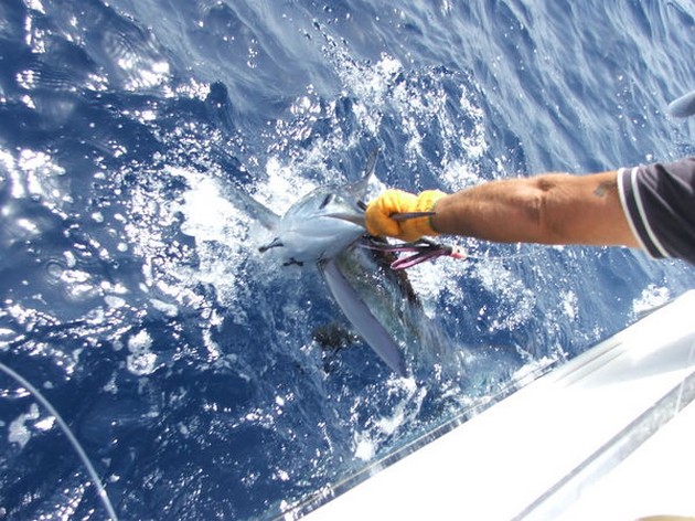 Release Me Cavalier & Blue Marlin Sport Fishing Gran Canaria
