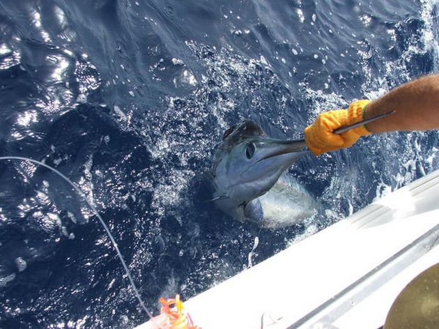 White Marlin Cavalier & Blue Marlin Sport Fishing Gran Canaria