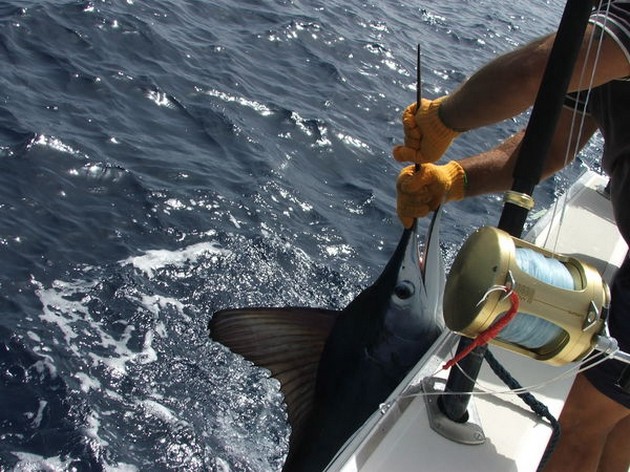 White Marlin Cavalier & Blue Marlin Sport Fishing Gran Canaria