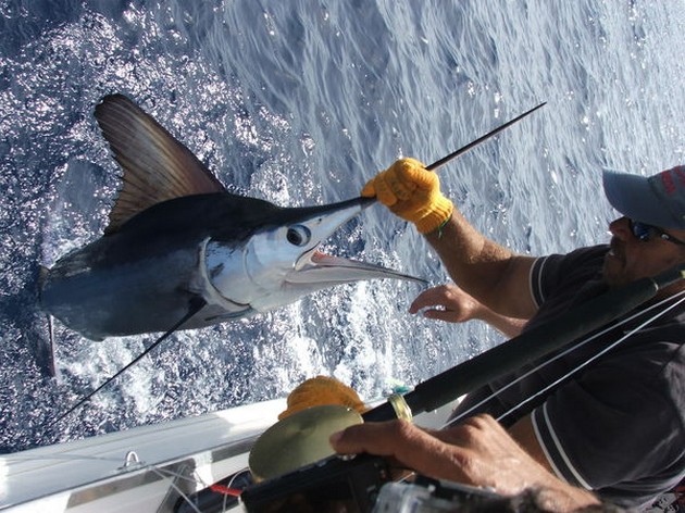 White Marlin Cavalier & Blue Marlin Sport Fishing Gran Canaria