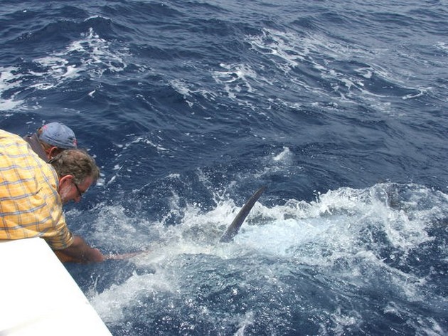 Release Me Cavalier & Blue Marlin Sport Fishing Gran Canaria