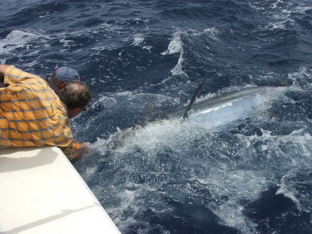 Release Me Cavalier & Blue Marlin Sport Fishing Gran Canaria
