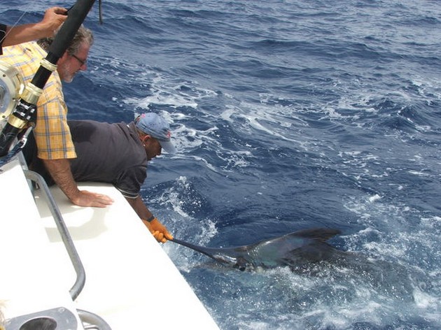 Release Me Cavalier & Blue Marlin Sport Fishing Gran Canaria