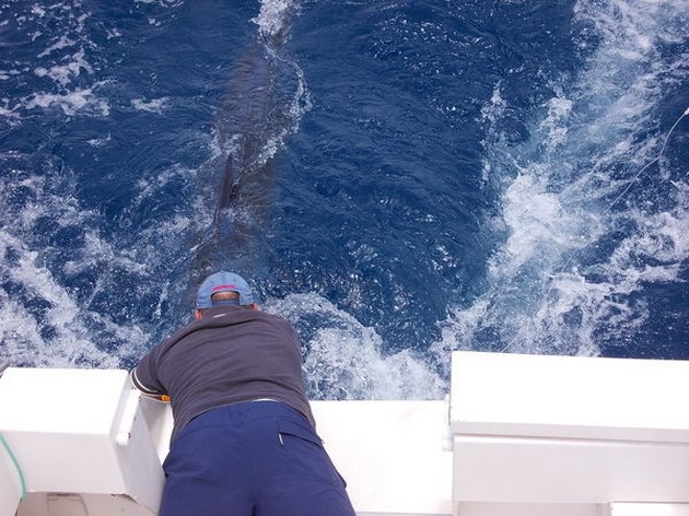 Blue Marlin Cavalier & Blue Marlin Sport Fishing Gran Canaria