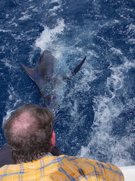 Release Me Cavalier & Blue Marlin Sport Fishing Gran Canaria